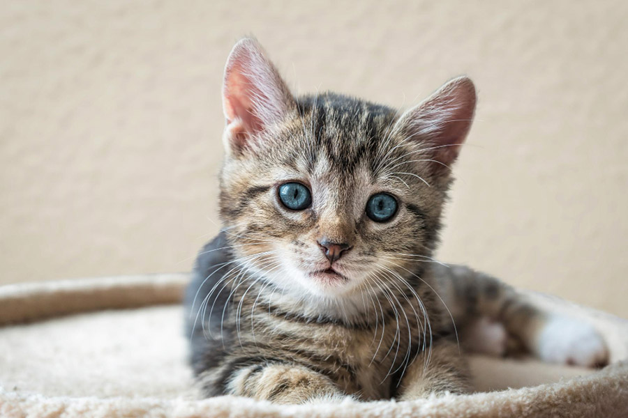 Уход за котенком